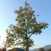 田隆涛