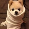 日子不好过