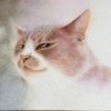 猫咪大叔