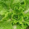 老白菜叶子