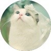 装成小猫的猪